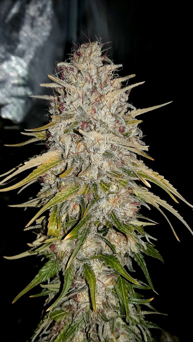 AdrycManellson's tweet photo. #Fantasías sobre #KaribeanMango de @Kannabia_Samen @KannabiaSeeds en #PureTent #RefPet bajo #ThePureLed48oPro @ThePureFactory_ #Sust #BatMix @PlagronAruba powered by @DPlantasur en #AdrycsCove para desearos Verde Mundo toda Alegría y Felicidad posibles en esta Tarde que finó.🧚♂️😎 https://t.co/0bgNtLXtD8