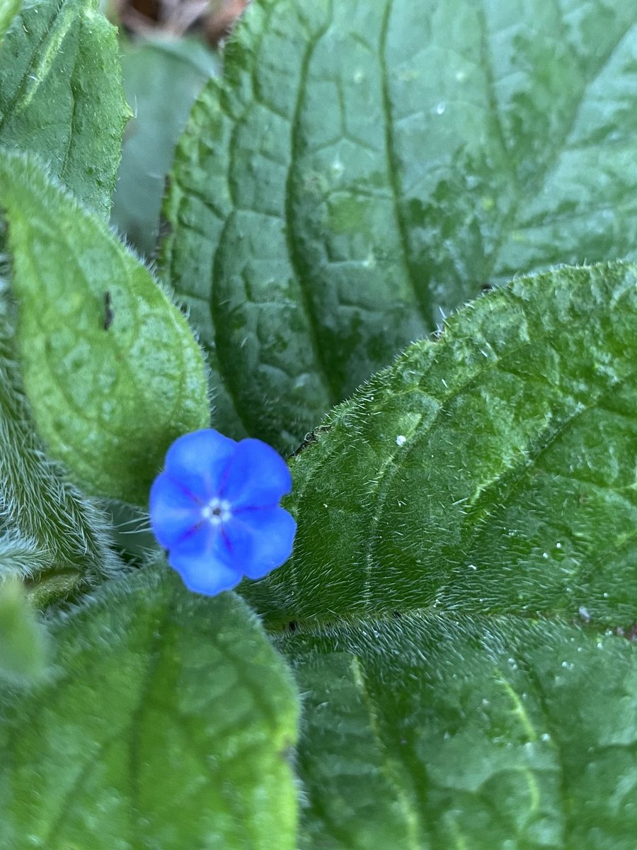 dpsforestschool tweet media