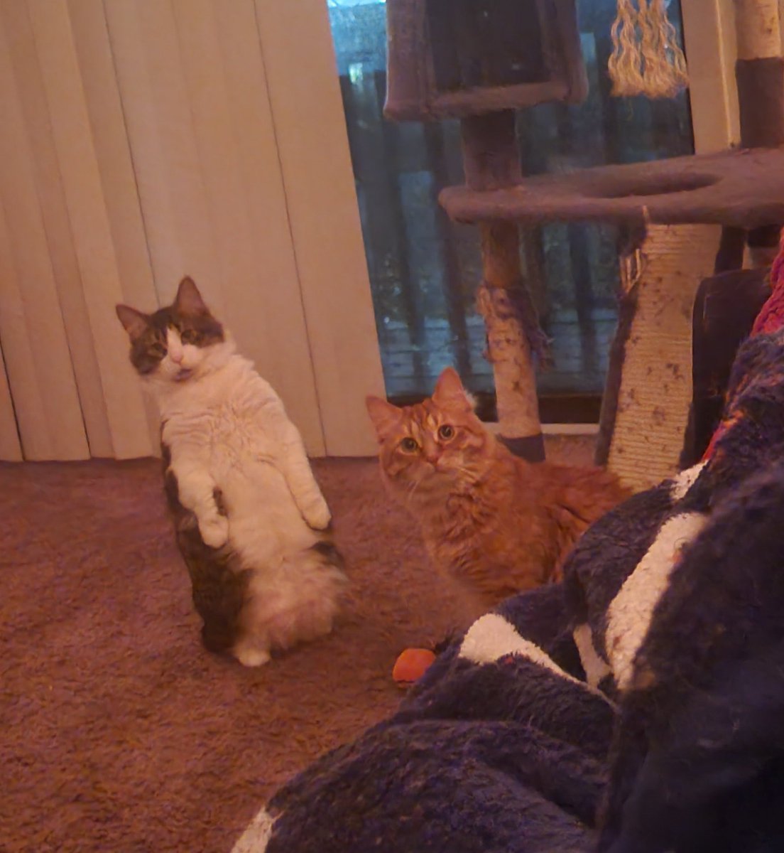 kcrumback's tweet image. This is how I feel this week…whhhaaatttt is happening!  photo courtesy of my sister Lyn.  Fergus is the one standing like a meerkat and Dean is the tabby.  #Cat #CatsOfTwitter #catstar #meerkat