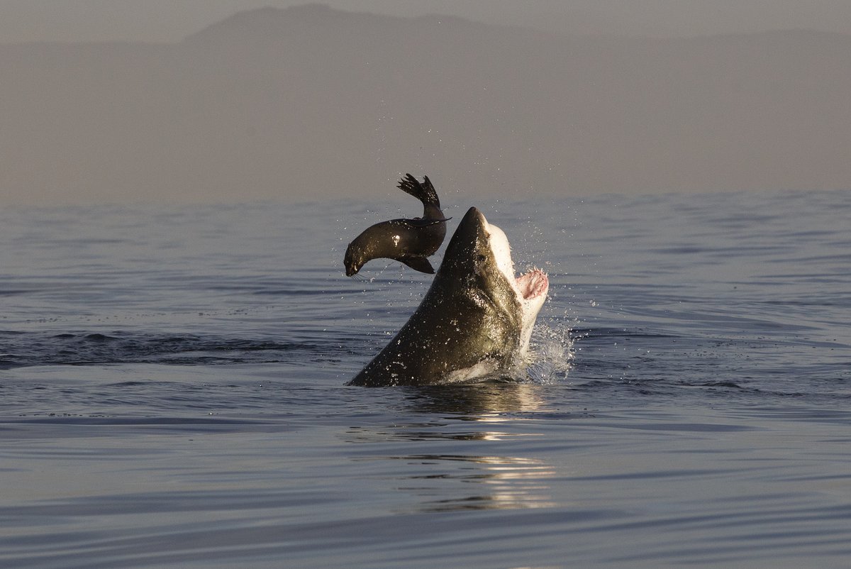 RSocPublishing's tweet photo. What happens when apex predator numbers decline in the wild? This #BiologyLetters found simultaneous physiological and behavioural changes in their prey, Cape fur seals: https://t.co/5QWXAIM47g | #predation #predationrisk #apexpredator #ecology #ASABangor https://t.co/kNX2GtvJsQ