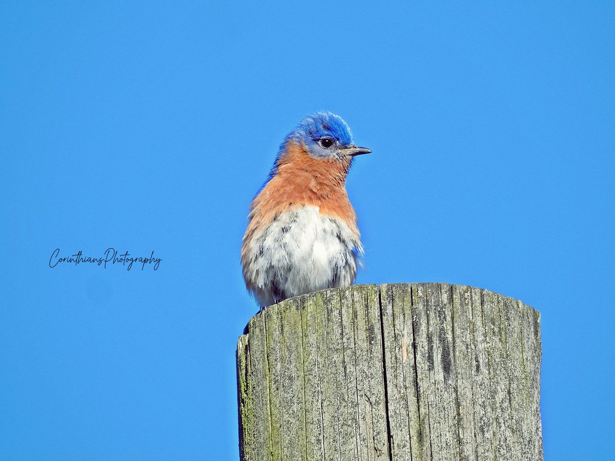 (Male) #easternbluebird #bluebird #TwitterNatureCommunity #bird #nature #naturephotography #wildlife #naturelovers #birdphotography #birding #animal #cute #adorable