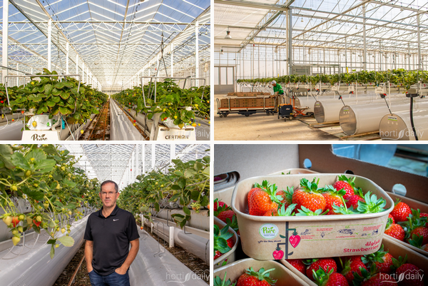 UAE: Tapping into fruiting crops and adding new facilities throughout the MEASA region <a href="/PureHarvestSF/">Pure Harvest Smart Farms</a>
hortidaily.com/article/951524…
