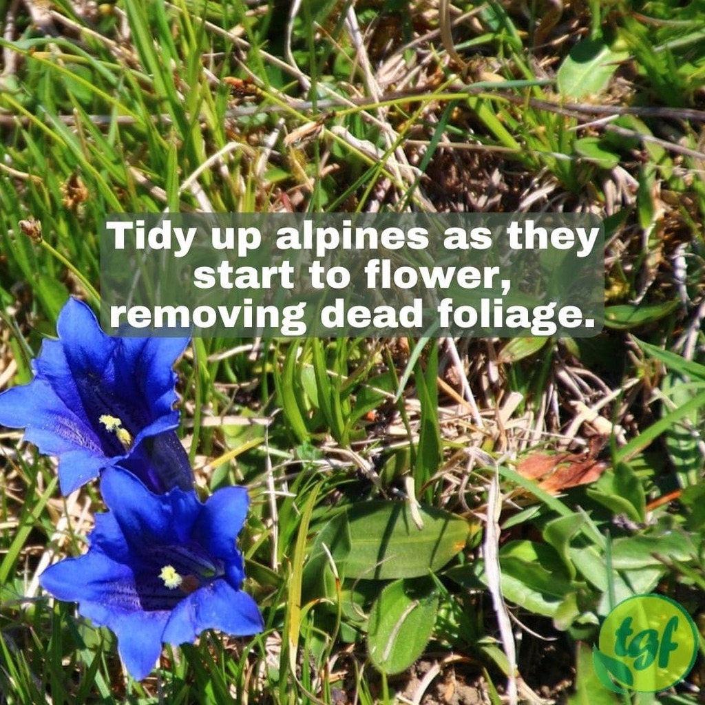 (Tumblr ift.tt/jWy4O70) Tidy up alpines as they start to flower, removing dead foliage.⁠
⁠
#pruning #gardening #thegardenersfriends #prune #planthealth #whentoprune #howtoprune #pruningseason #plants #spring #alpines #tidyup #prunefornewgrowth #prunedeadfoliage #rem…