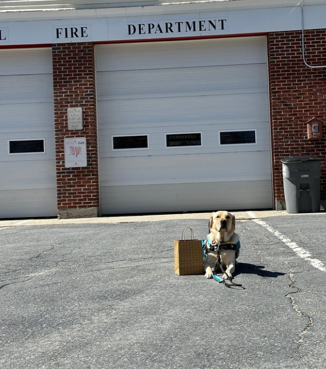 ECADServiceDogs's tweet photo. Vinny in Action!π₯ππ§βπ
#servicedog #ecadservicedogs #dog #doglover #workingdog #workingdogs #dogsofinstagram #boldleaddesigns #balanceassistancedog #goodboy #tasktrained #tasktrainedservicedog #cardiacalertdog #cardiacalert #firedepartment #firehouse #firetruck https://t.co/zEVPsXlIzq
