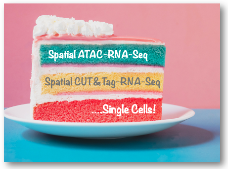 epigenie's tweet photo. Building Layers in the Lab! 🍰
Get spatial epigenomic and transcriptomic information with spatial ATAC-RNA-seq and spatial CUT&Tag-RNA-seq, courtesy of @RongFan8, @GoCasteloBranco, @DengYanxiang.
https://t.co/R3fmHZareB #Epigenetics #CUTnTag #ATACSeq #SingleCell https://t.co/8oCBaNCH7u