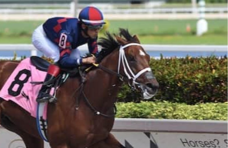 HR_Nation's tweet photo. Barn Tour: @SaffieJosephJr, nearing another training title at @GulfstreamPark, has runners going in the Florida Derby and likely the Wood. 

https://t.co/gcyGleAUEK

📸: Ryan Thompson / Gulfstream Park https://t.co/Z5mJN8cLty