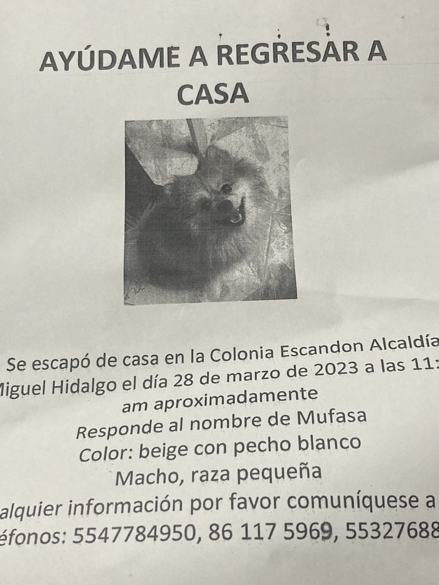 Ayer se extravió Mufasa en la colonia #Escandón sus dueños lo buscan con desesperación por toda la zona, se agradece tu RT ⁦<a href="/CondesaVecinos/">Condesa Pro Vecinos</a>⁩ ⁦<a href="/ColoniaEscandon/">La Escandon</a>⁩ ⁦<a href="/ApoyoEscandon/">Apoyo Escandon</a>⁩ ⁦<a href="/ColHipodromo1/">ORGANIZACIÓN CIUDADANA HIPÓDROMO</a>⁩ ⁦<a href="/ARHipodromo/">Residentes Hipódromo</a>⁩