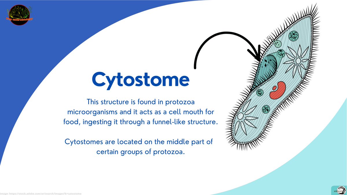 Do #microorganisms have a #mouth ? 🦠 👄 🍲 #letseat #foodies #protozoa #smallmouth #foodlovers #funnel #microbiology #biology #didyouknow #science #research #scicomm #sciencecommunication #stem #womeninscience