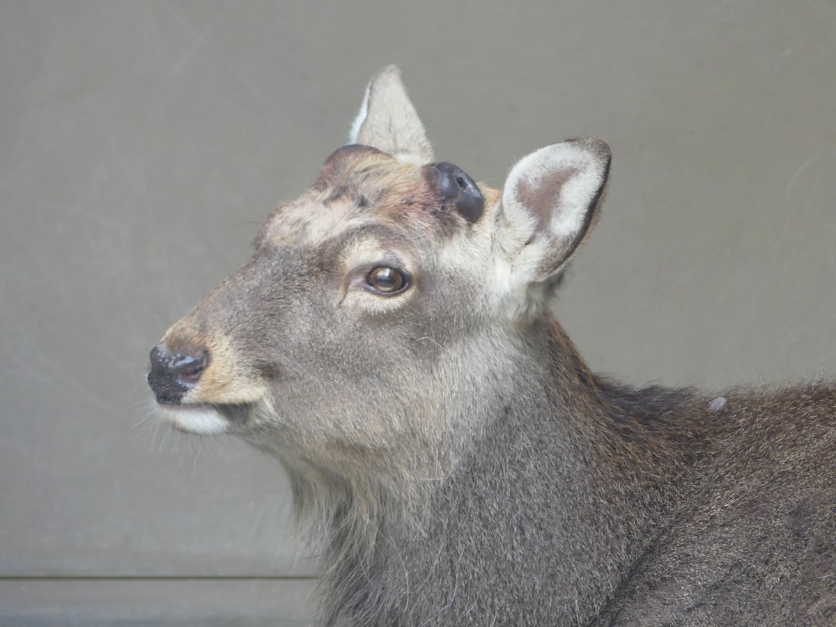 ぽこっ！ #エゾシカ の新しい角が盛り上がってきました。 #落角から2