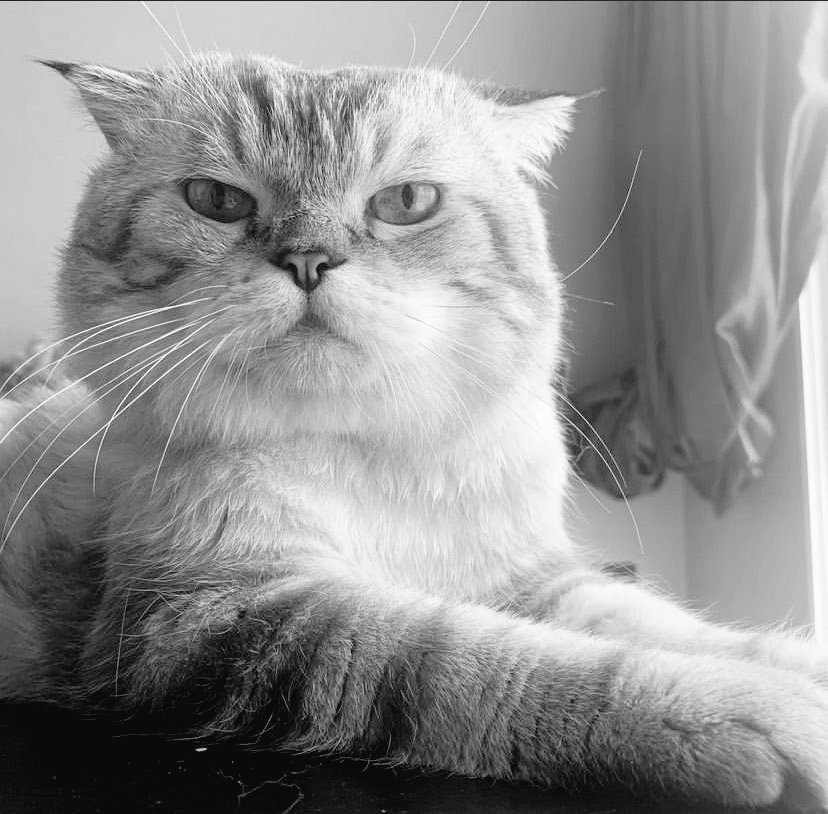 meaw pitcha tweet media
