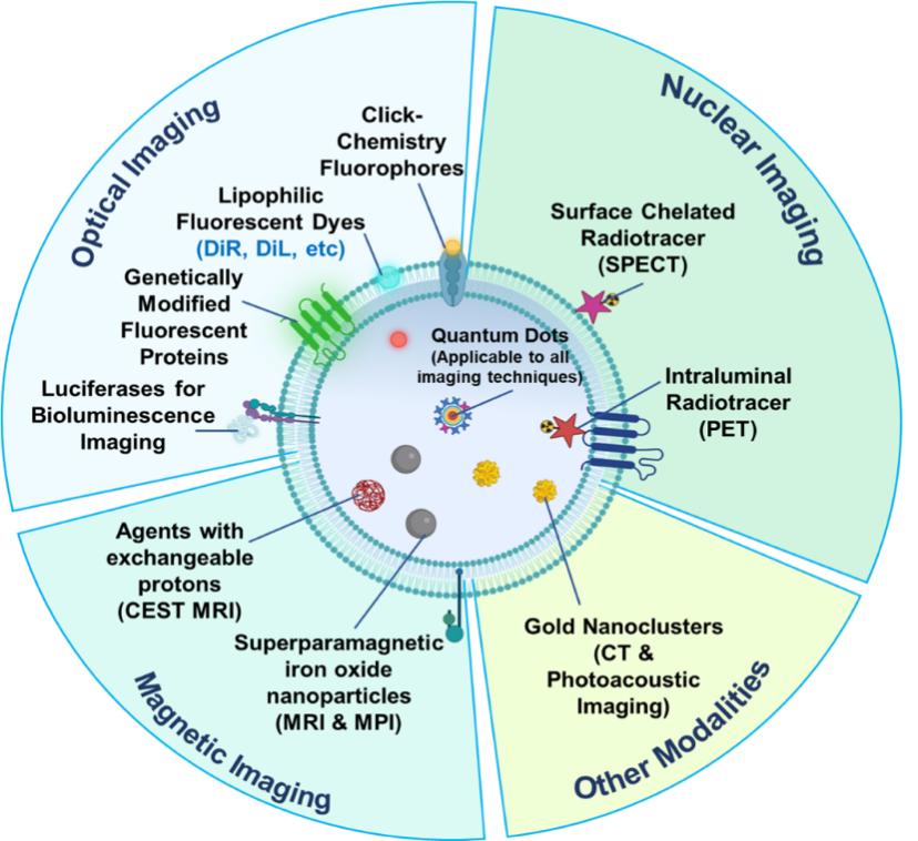 👏👏👏Interested in theranostic extracellular vesicles? See the new review on theranostic extracellular vesicles from @guanshuliu @JohnsHopkins @KennedyKrieger just out in #EVCNA @VesiclesAcids evcna.com/article/view/5…
#EVs 
#exosomes
#theranostics
#molecularimaging