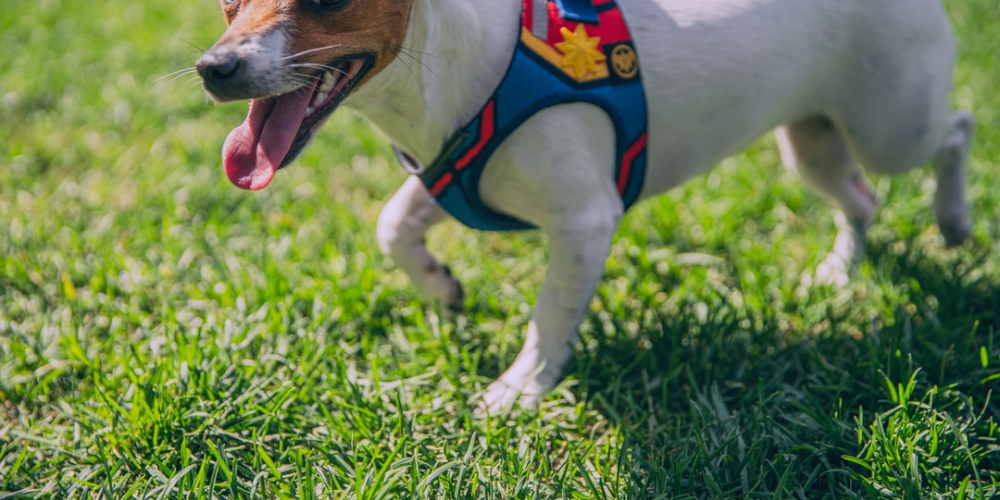 petroutine_usa's tweet photo. Isn`t it awesome? 
https://t.co/TlIKidtwld
#dog #pet #strap https://t.co/uoxxzEfS4a