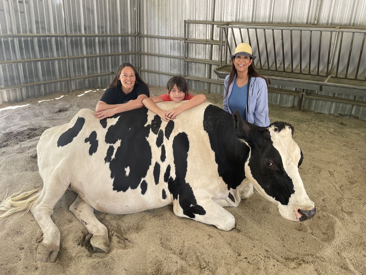 DevineNews's tweet photo. Cow-hugging at @TheGentleBarn in Santa Clarita for tonight’s Wednesdays Child story and DCFS  search for adoptive homes.

Thx #GentleBarn for hosting a girl in foster care, who loves animals! 

@FOXLA at 10pm. https://t.co/GkLNJ18JHe