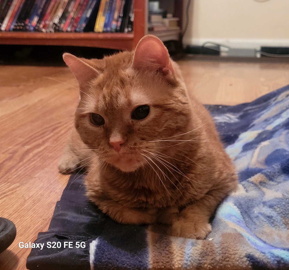 lynnslagle42's tweet photo. Louie Pachouli Blue ignoring his mom! Bbwwahahaha, he's so cute. How can I be mad. He was in bed when I left for work, in bed most of the day, was in bed when I came home. He just ate his dinner with gusto! #cerebellarhypoplasia #wobblykitty #chkitty #smallboi #woreout https://t.co/nS2fHWPcSS