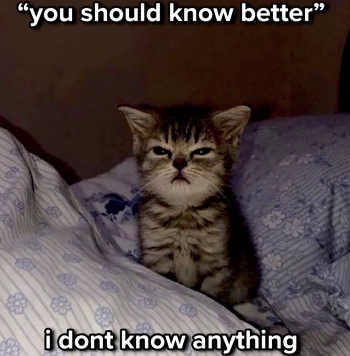 LiterallyMeCats (@literallymecats) on Twitter photo 
