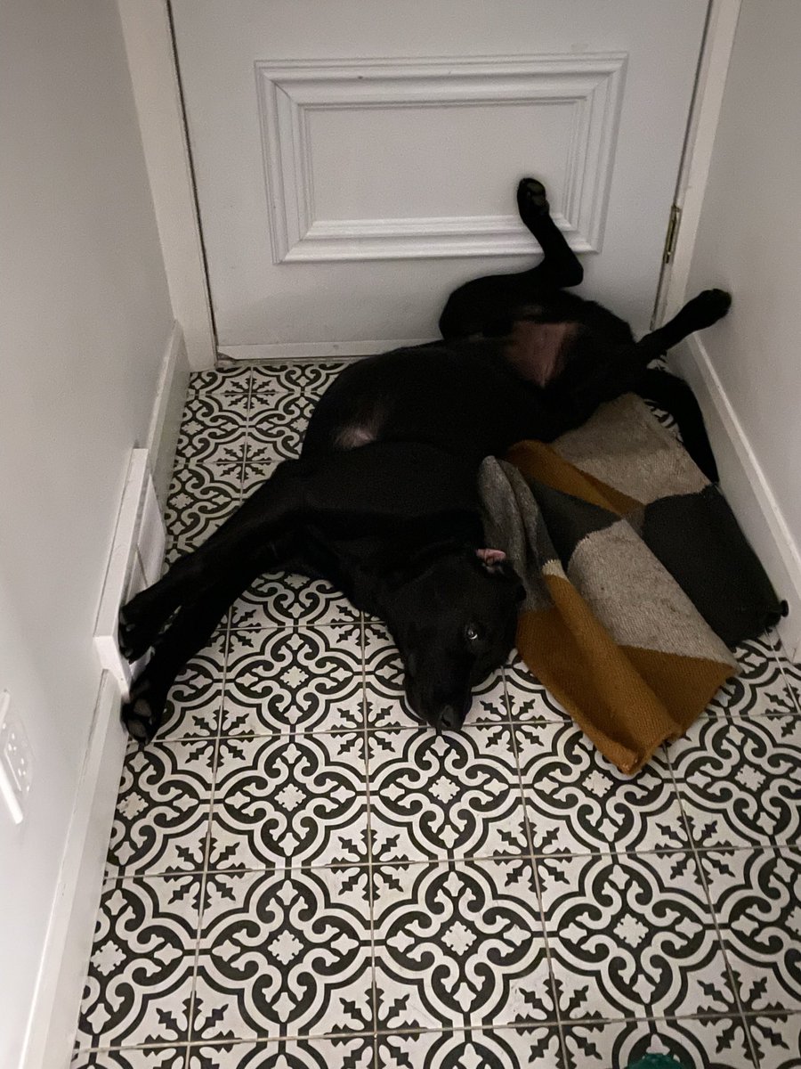 Dans un autre ordre d’idées <a href="/VinceLarouche/">Vincent Larouche</a> nous parle d’un labrador du FBI qui peut trouver une clé USB cachée par un pirate (peut être même dans la chambre de mon ado) lp.ca/uUd3RM?sharing…

Pendant ce temps, mon lab: