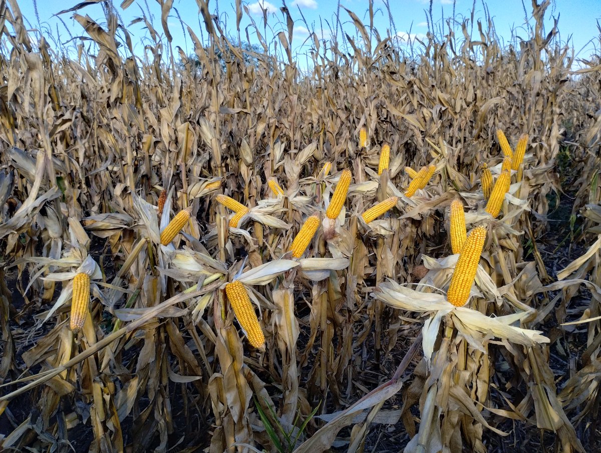 Santiguazzelli's tweet photo. Largó la cosecha de #maiz 22/23. 
Es clave para el negocio #porcino tener maíz de  calidad bien temprano. Por eso sembramos el 20% del área  bien temprano y con hy cortos o de secado rápido.
El lote da entre 7/7,5 tn/ha con 15,5 % Hº.
Izq ST9734 / Der P0622 https://t.co/J5K75FhVEu