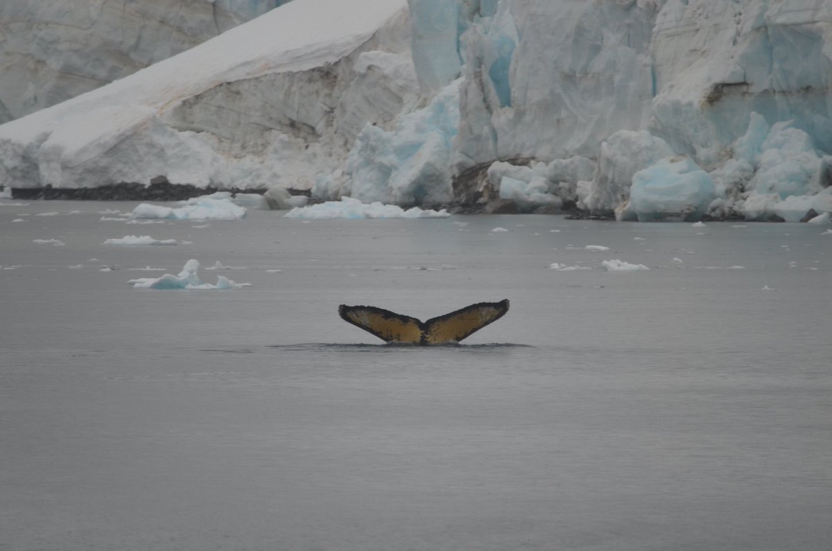 RichReadReports's tweet photo. @EG_Cunningham @lisadreier A few memories of my trip to Antarctica. The whales came to play. We got to name one with tail markings that no one had reported seeing before. We tried to leave not a trace. https://t.co/fnqnXKPeto