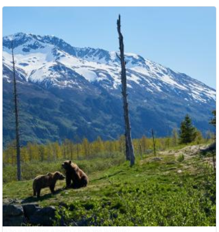 SAGE_yql's tweet photo. Join Lorne Fitch for a discussion of;
Who is Minding Alberta’s Fish and Wildlife?
Thursday 6 April 12:00 pm
Lethbridge Senior Citizens Organization @LSCOLethseniors
Hosted by @SACPA in #yql.
#wildlife #WildlifeConservation #abpoli #ABEnv https://t.co/sMg7z6JRb2