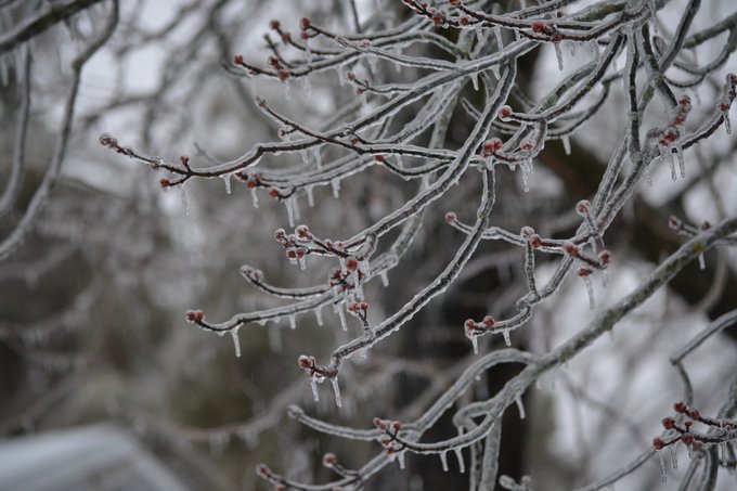 A close up on some ice-covered tree branches. 