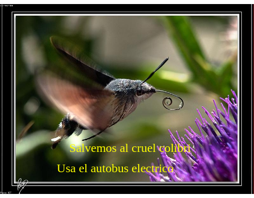 Cuidemonos y al rapido colibri de dentro de tu trabajo, por favor dona para mas arboles en.tipeee.com/plantatree y ReTwitteame, #extincion, gracias