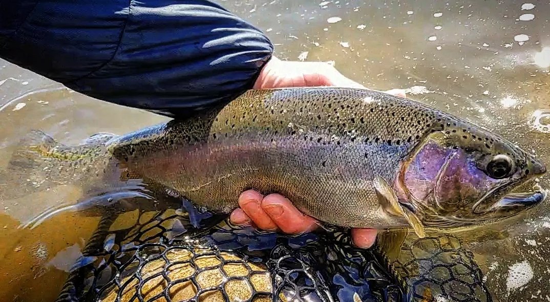 Bow River Rocket! 

#bowriver #flyfishing #catchandrelease #flyfishinglife #flyfishingphotography #rainbowtrout #mountainsnotmines #saveourslopes #saveourheadwaters #protectourwater #protectourheadwaters #loveyourheadwaters