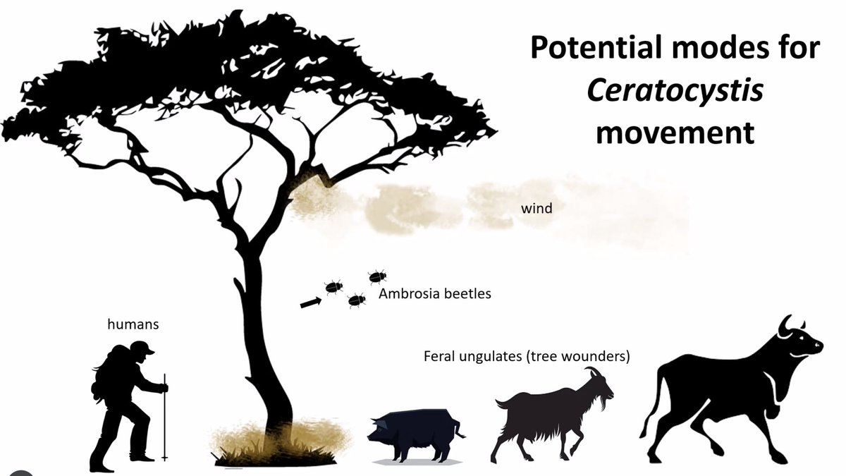sirensorts's tweet photo. #RapidOhiaDeath is caused by 2 species of (not-so-fun) fungi that infect trees through wounds (ungulates, wind/ storm damage). Check out research to #innoculate &amp; preserve #endemic keystone Ohi'a trees here: https://t.co/3wD7SmSEkY #NREMSeminar Clean up so you don't host spores! https://t.co/GKowOA54Ue