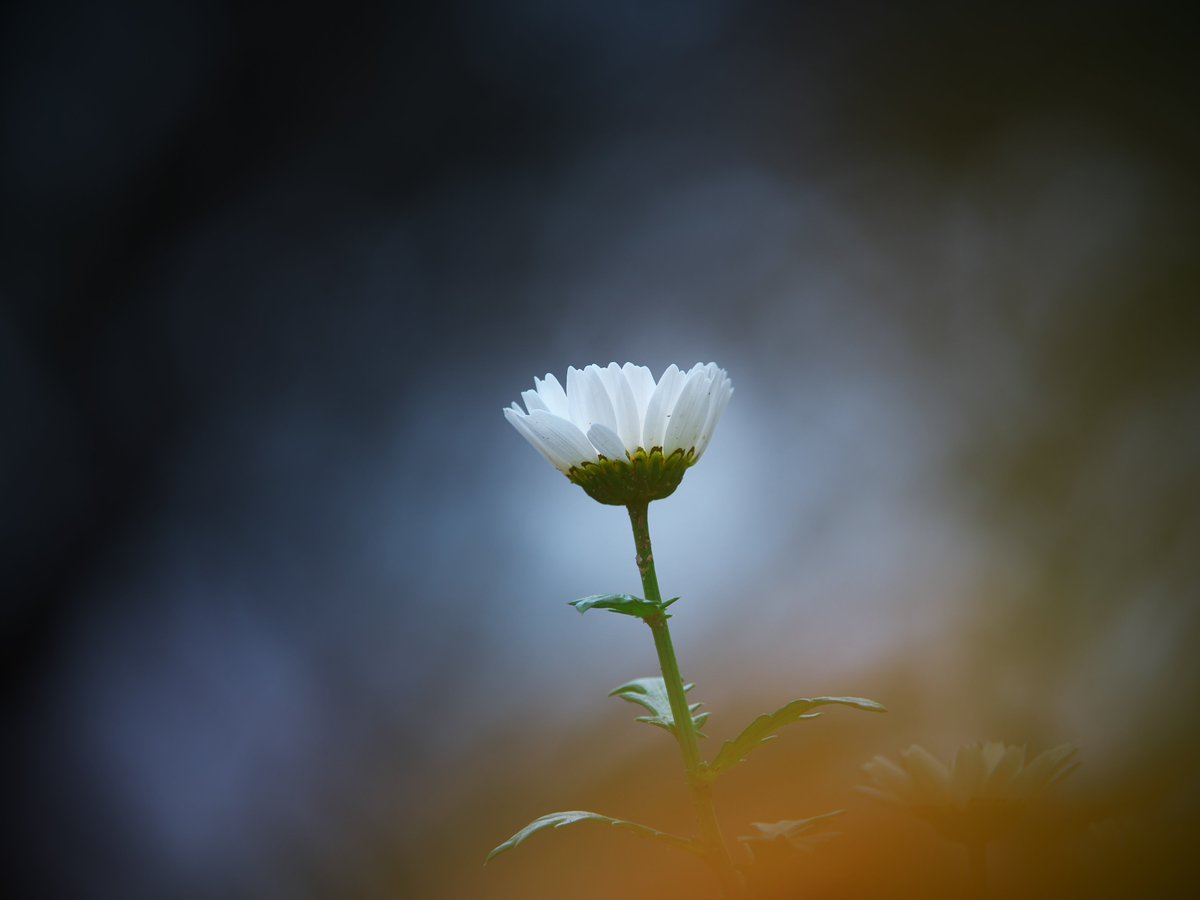 houroukamome39's tweet photo. 近くの公園で

#三重　#ノースポール
#キリトリセカイ　#花写真
#TLを花でいっぱいにしよう https://t.co/tsbFHTUJtp