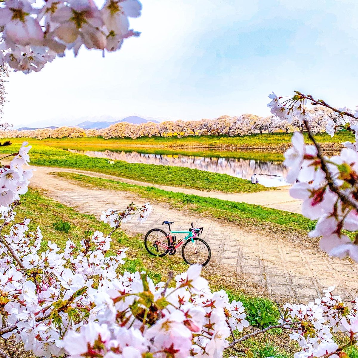 yattsu_EM's tweet photo. 散り始めの一目千本桜
通勤ライド🌸
#宮城 #ロードバイクのある風景 #サイクリング #cycling #ロードバイク #春 #yattsustyle #japan #一目千本桜 #sunshine #絶景スポット #landscape  #spring #千桜橋  #ロードバイク好きな人と繋がりたい #白石川 #白石川堤一目千本桜 #仙南 #sakura #桜 https://t.co/xjgg3YVDgc