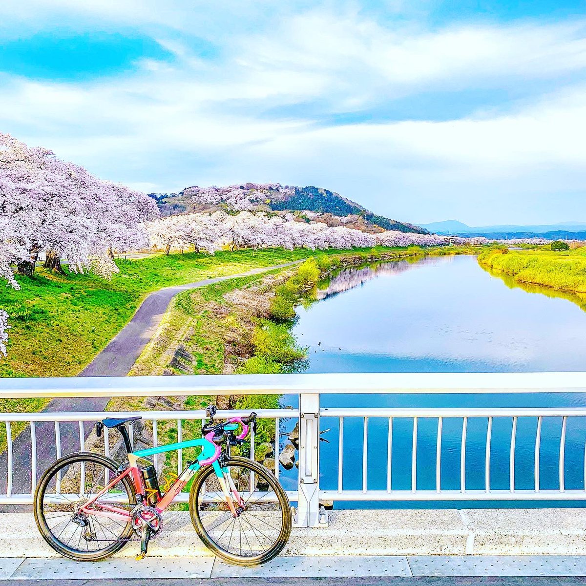 yattsu_EM's tweet photo. 散り始めの一目千本桜
通勤ライド🌸
#宮城 #ロードバイクのある風景 #サイクリング #cycling #ロードバイク #春 #yattsustyle #japan #一目千本桜 #sunshine #絶景スポット #landscape  #spring #千桜橋  #ロードバイク好きな人と繋がりたい #白石川 #白石川堤一目千本桜 #仙南 #sakura #桜 https://t.co/xjgg3YVDgc