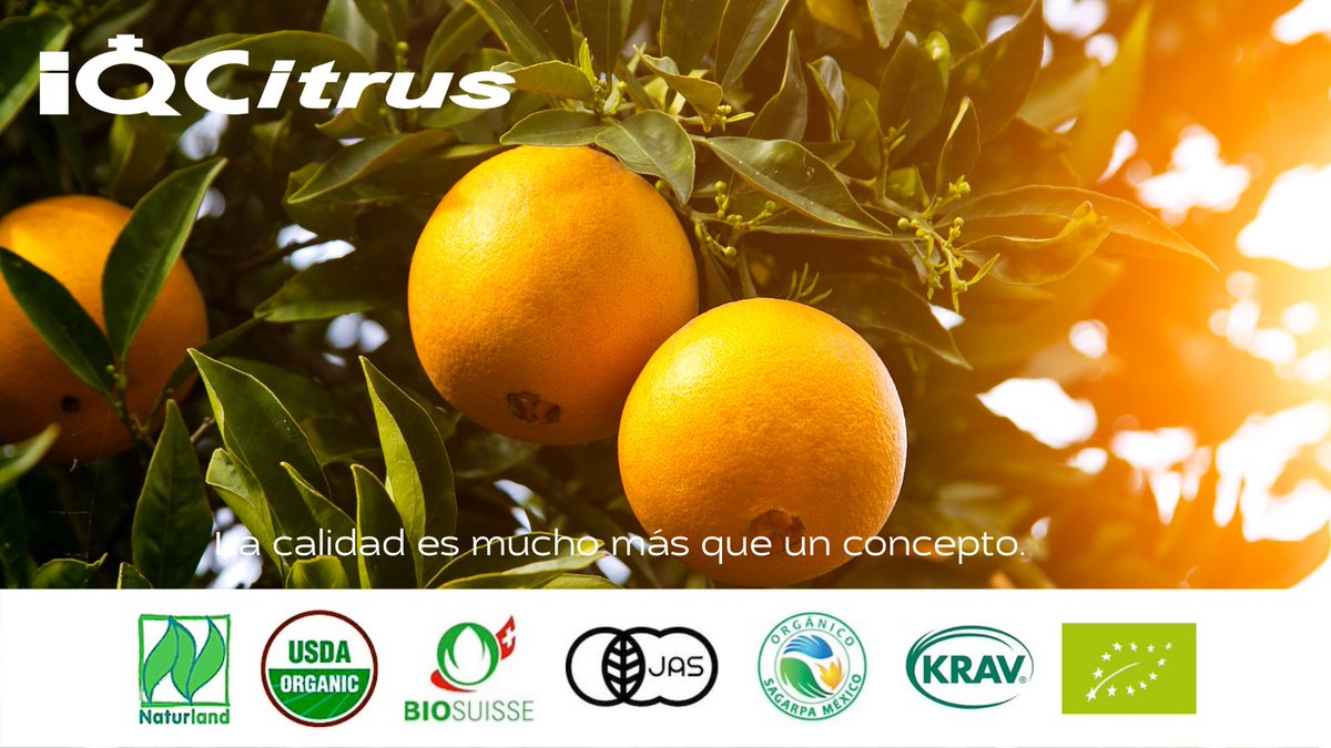 IQCitrus's tweet photo. Satisfacemos las demandas de consumo de nuestros clientes con base en sus certificaciones y necesidades.
#Orgánicos #JugosOrgánicos #Calidad https://t.co/HiAkUF3c4S