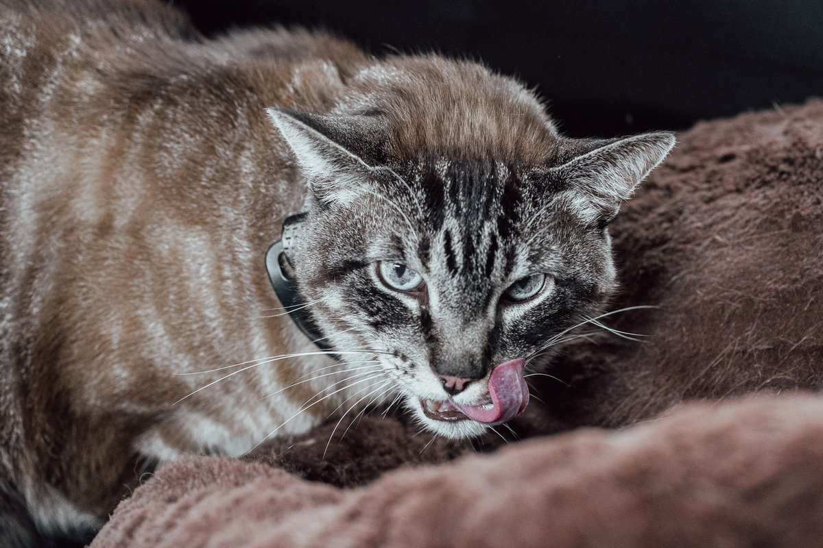 theleoji's tweet photo. Troy might've just finished off an entire carton of wet food.
#cat #CatPicture #kitty #CatsAreFamily #meow #cute #Caturday #catsofchicago #chicagocat #chicagokitty #cat #cats #catlife #mycat #cats_of_the_world #catlifeπΎ #catpictures #catfriends #catsfeature #kittensnuggles https://t.co/hwbCJGuOGy