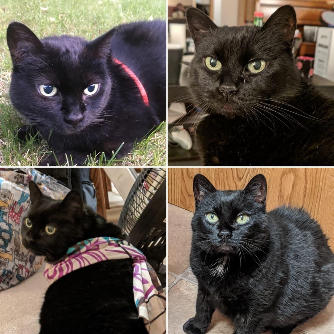 catxbeans's tweet photo. @CatsOfYore We adopted my last 2 cats as seniors, Nova at 10 &amp; Cleo at 9, both abandoned due to health or living situations. They lived til 18 &amp; 21. Was it hard emotionally, physically &amp; financially sometimes? Yes. But we made it work to give them good lives right to the end. https://t.co/KyUY868oBY