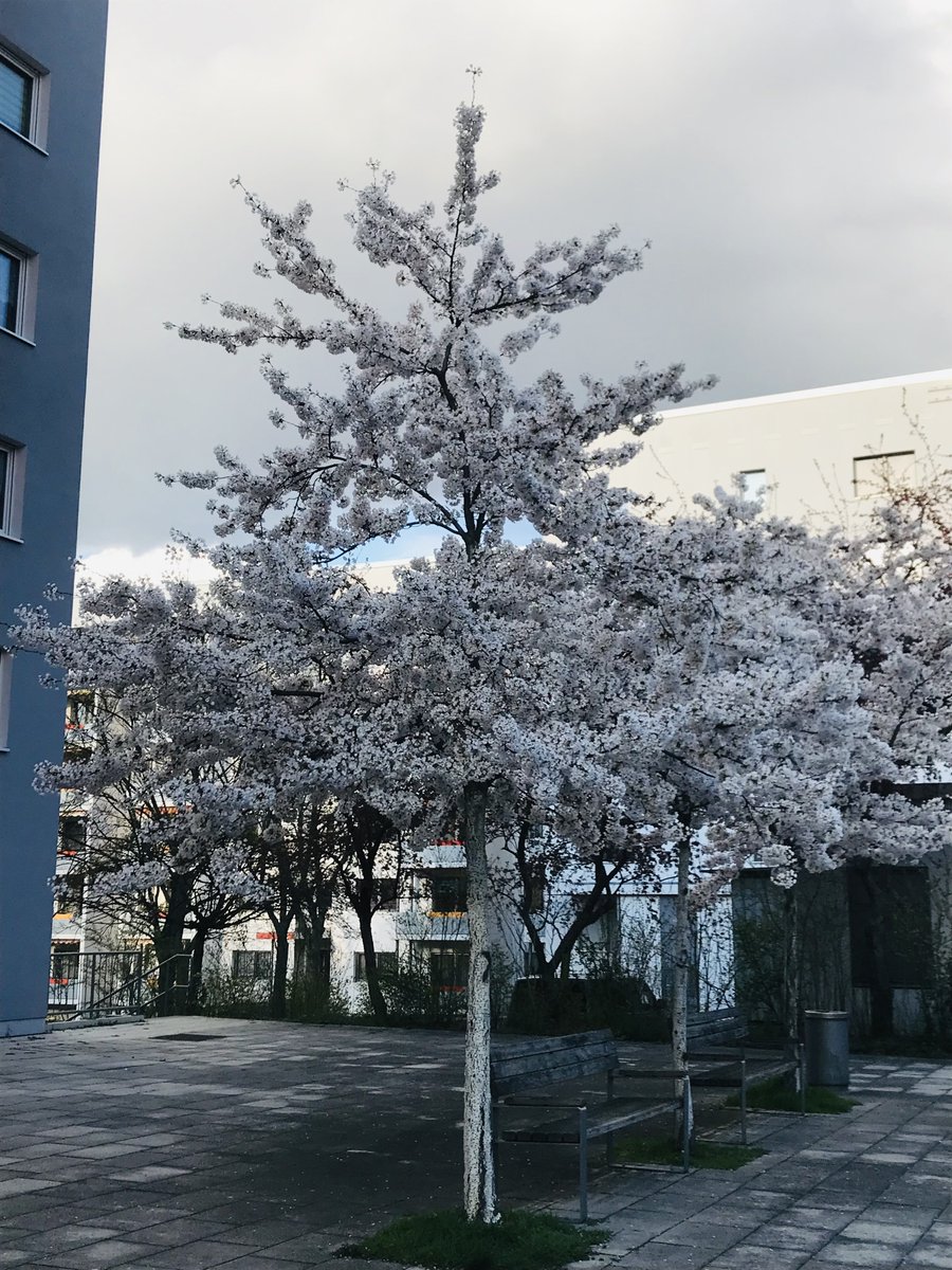 diljithrxj's tweet photo. Springin‘ 🌸 https://t.co/8opuerkU8T