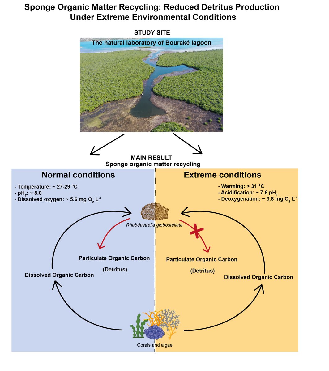 Federica Maggioni (@fedemaggions) on Twitter photo My 3rd #PhD chapter is now published in #MarPolBul❗<a href="/ElsevierConnect/">Elsevier</a>
#sponge carbon recycling is affected by #extremeconditions of #Bourakélagoon
doi.org/10.1016/j.marp…
Thanks to co-authors <a href="/RMetalpa/">Riccardo Rodolfo-Metalpa</a>
<a href="/ird_fr/">IRD.fr</a> <a href="/UMREntropie/">Entropie - Tropical Marine Ecology Lab.</a> <a href="/unc_nc/">Université de la Nouvelle-Calédonie</a> <a href="/icona_research/">ICONA</a>
<a href="/SpongeLoop/">SpongeLoop</a> <a href="/sponge_papers/">Sponge Papers</a> My 3rd #PhD chapter is now published in #MarPolBul❗<a href="/ElsevierConnect/">Elsevier</a>
#sponge carbon recycling is affected by #extremeconditions of #Bourakélagoon
doi.org/10.1016/j.marp…
Thanks to co-authors <a href="/RMetalpa/">Riccardo Rodolfo-Metalpa</a>
<a href="/ird_fr/">IRD.fr</a> <a href="/UMREntropie/">Entropie - Tropical Marine Ecology Lab.</a> <a href="/unc_nc/">Université de la Nouvelle-Calédonie</a> <a href="/icona_research/">ICONA</a>
<a href="/SpongeLoop/">SpongeLoop</a> <a href="/sponge_papers/">Sponge Papers</a>