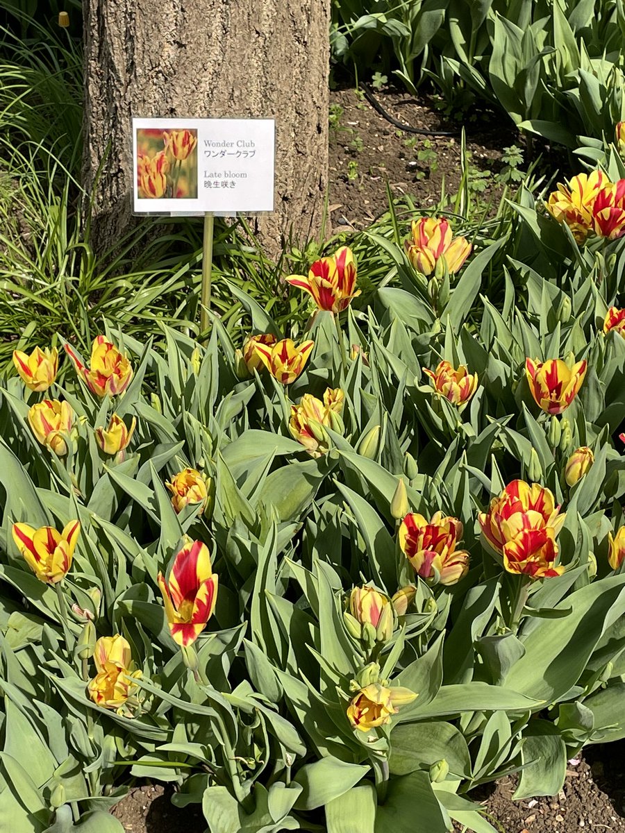 konotaromp's tweet photo. Beautiful tulips at the Dutch Embassy. https://t.co/E1wDzHYaQu