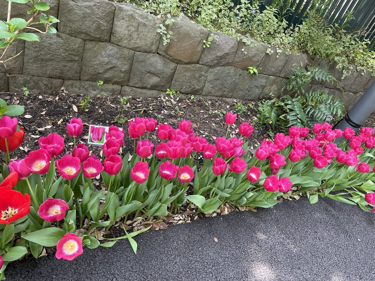 konotaromp's tweet photo. Beautiful tulips at the Dutch Embassy. https://t.co/E1wDzHYaQu