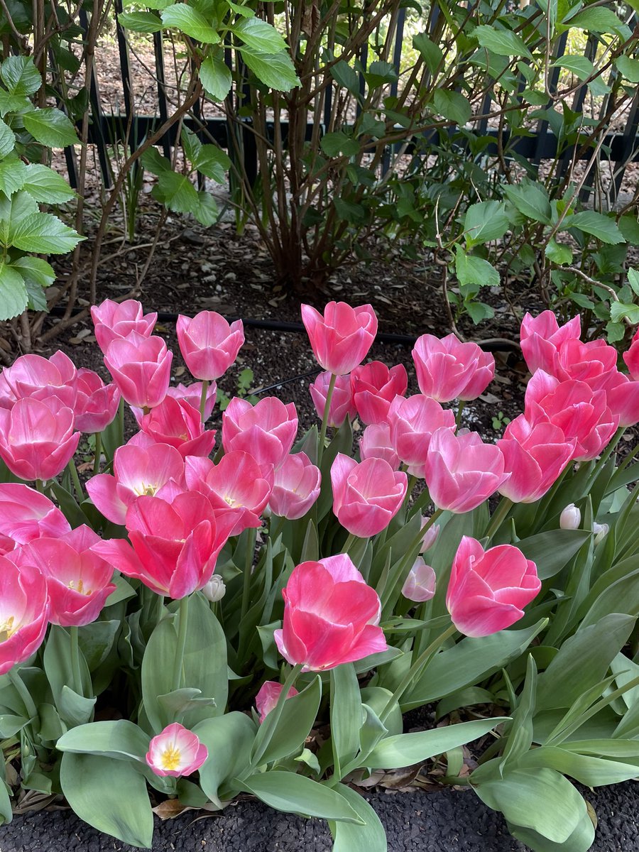 konotaromp's tweet photo. Beautiful tulips at the Dutch Embassy. https://t.co/E1wDzHYaQu