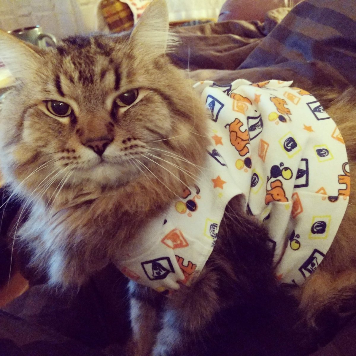 catxbeans's tweet photo. @CatsOfYore My current cats are both seniors now, George (12) &amp; Bii (15). Both have health issues, needs multiple daily medications, specialized food &amp; regular checkups that costs $$$. I can't imagine giving them up just b/c things are harder now &amp; we're not even wealthy. https://t.co/eL9RkwBVCf
