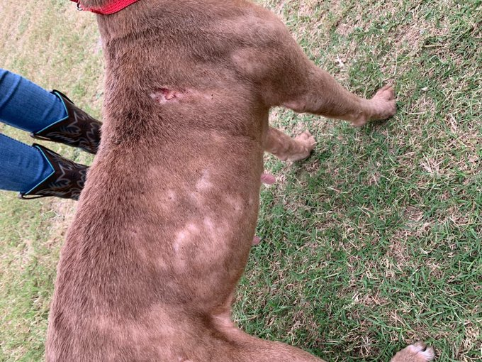 psychicwhisper3's tweet photo. 🆘🍪COOKIE💔#A337249 2Yr Female
APBT Mix. Girl Looks Very Neglected😢
Intake 3/27 ? Now URGENT❓
Patchy Crusty Alopecia O/ Entire Body❗️
With💔Murmur/Slightly Pendulous Abdomen
👹4/10/23 NOON💥DEADLINE ‼️
She Is So Sad😪#RescueTag Needed
Pls #Pledge INFO⬇️#CorpusChristiTX https://t.co/NlwHHgPqmP