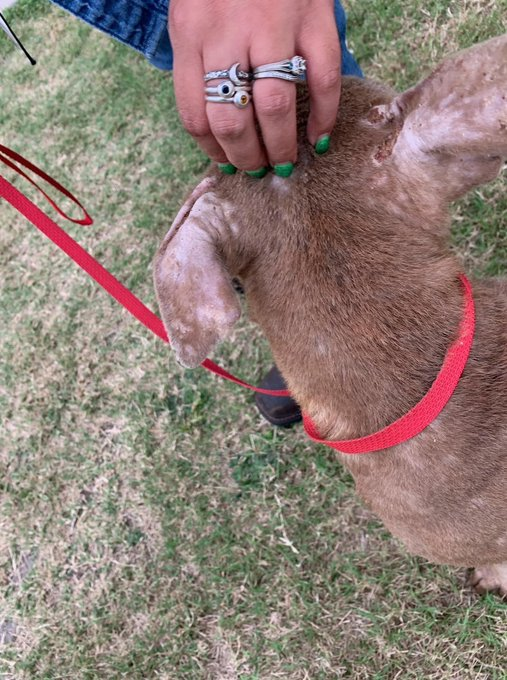 psychicwhisper3's tweet photo. 🆘🍪COOKIE💔#A337249 2Yr Female
APBT Mix. Girl Looks Very Neglected😢
Intake 3/27 ? Now URGENT❓
Patchy Crusty Alopecia O/ Entire Body❗️
With💔Murmur/Slightly Pendulous Abdomen
👹4/10/23 NOON💥DEADLINE ‼️
She Is So Sad😪#RescueTag Needed
Pls #Pledge INFO⬇️#CorpusChristiTX https://t.co/NlwHHgPqmP
