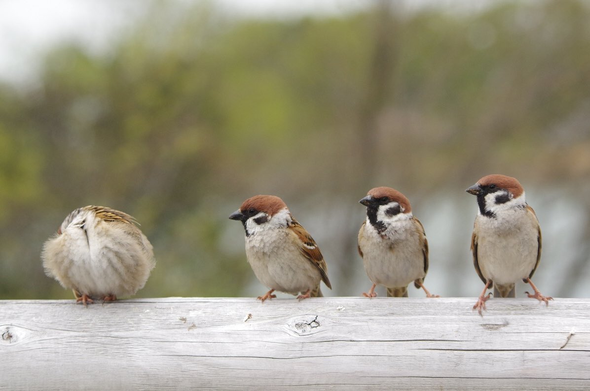 「く、くびがない！」

びっくりする3人組

#雀 #スズメ #すずめ #sparrow #鳥 #小鳥 #野鳥 #スズメギャラリー #スズメ写真集 #bird https://t.co/dbuwfAGi3s