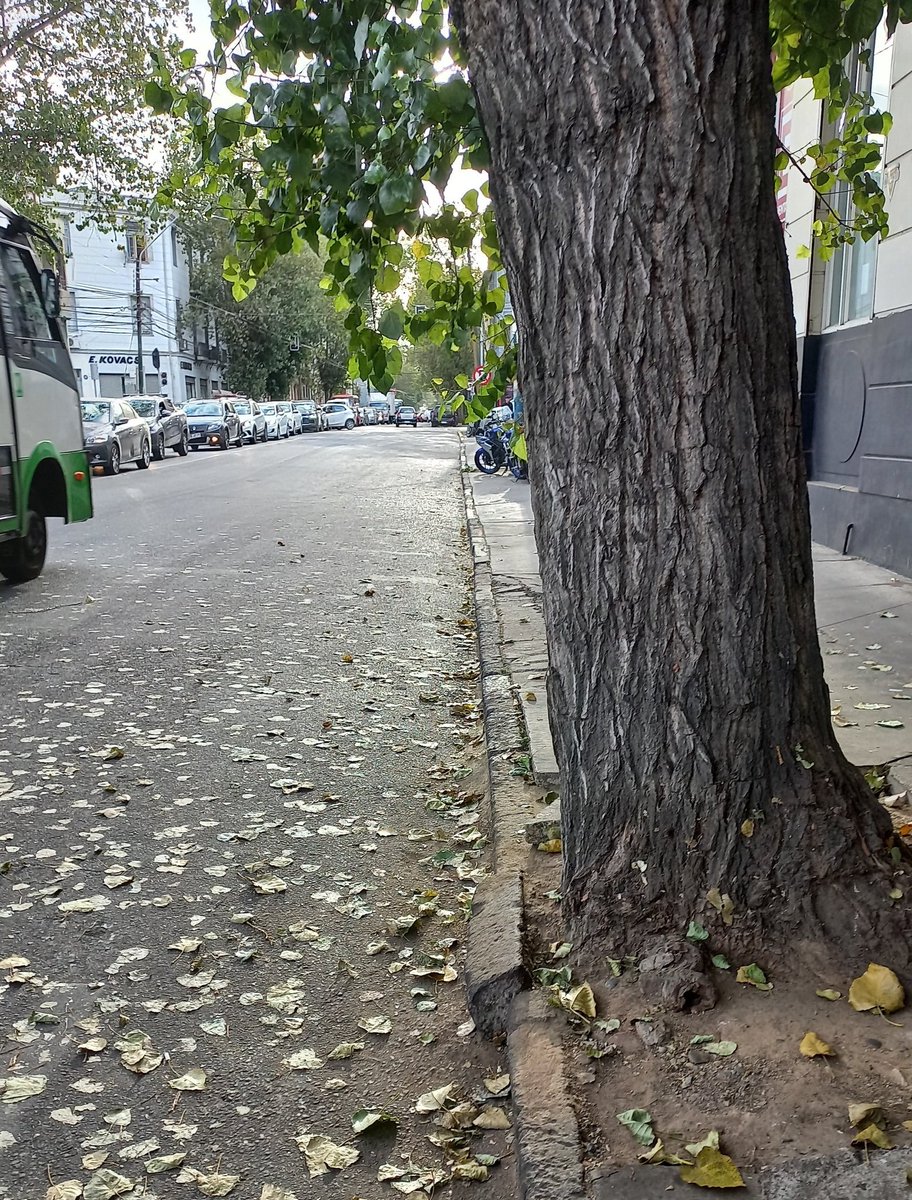 George_MTTM's tweet photo. Y si llueve ahora? 
10 dias con hojas de los árboles en la calle.

Foto de Colon con Av. Argentina en #Valparaíso 
A una cuadra de @MunicipioValpo 

@sitiodelsuceso
#limpieza #calles #hojas #lluvia #prevención https://t.co/MLCMSevOkj