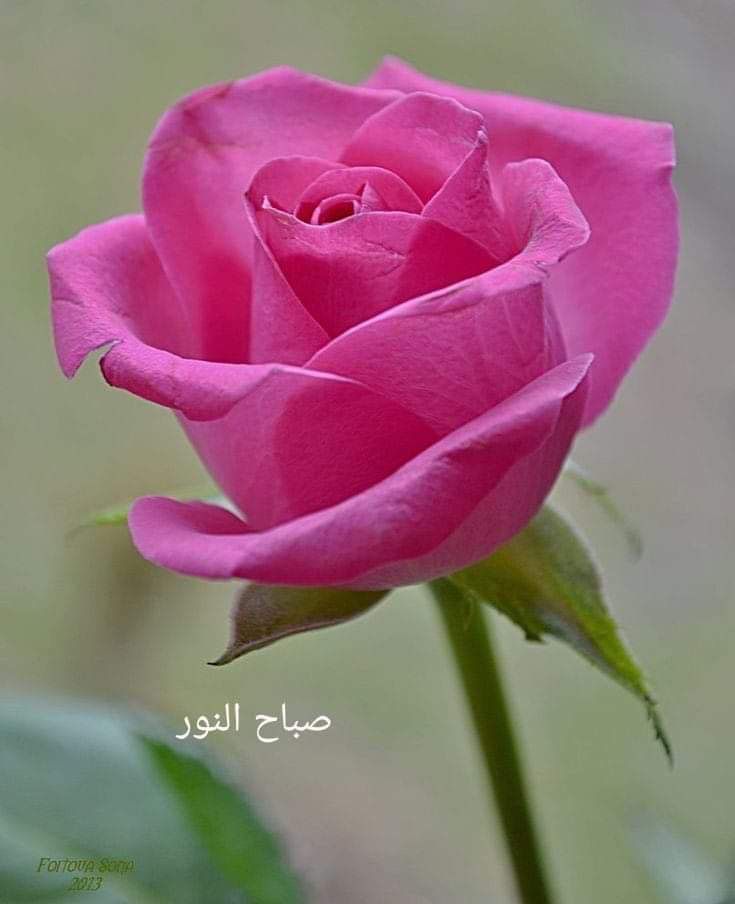 صباح الفل على احلى حريم