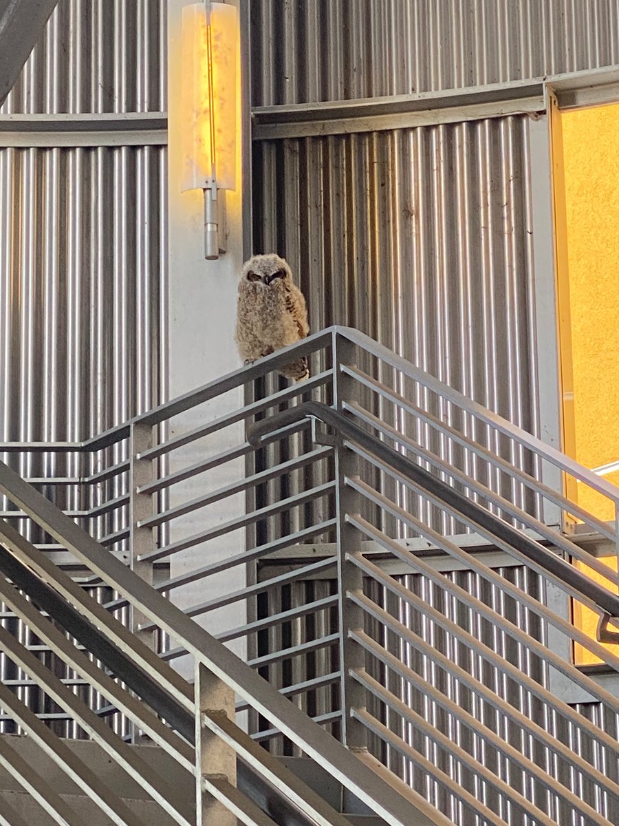 mindyfindlater's tweet photo. @FindlaterGroup @ucmerced @UCMChemistry In a different part of campus there was also this view (sorry @FindlaterGroup I found the baby Great Horned without you) https://t.co/hWAq5Eq99Q