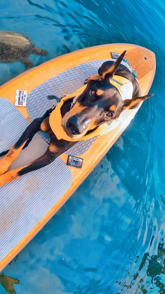 🎶High~🐾Seas~🌊Drifters~🐢🎶
#IchiTheDoberman #doberman #dobermanpinscher #handsomedog #gentledoberman #Hawaii 
#TheSameHonuIveMetBefore
#standuppaddling #dobermanmom #surfdog #dogsonpaddleboards #paddleboarddog #paddlingwithdogs #dogsthatwearlifejac… instagr.am/reel/Cqq_8-6ss…