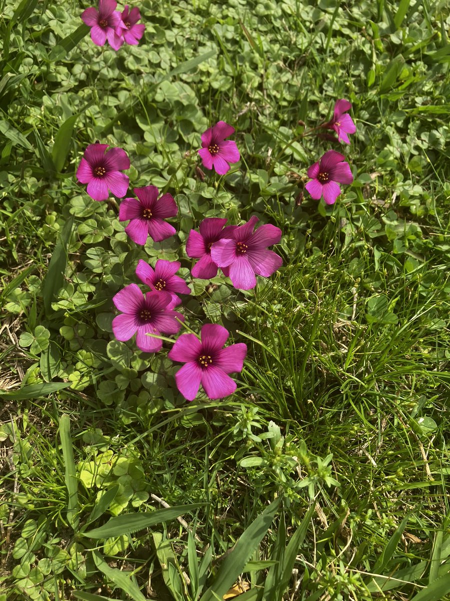mountebankish's tweet photo. spring awakens https://t.co/FgsnaopbX4