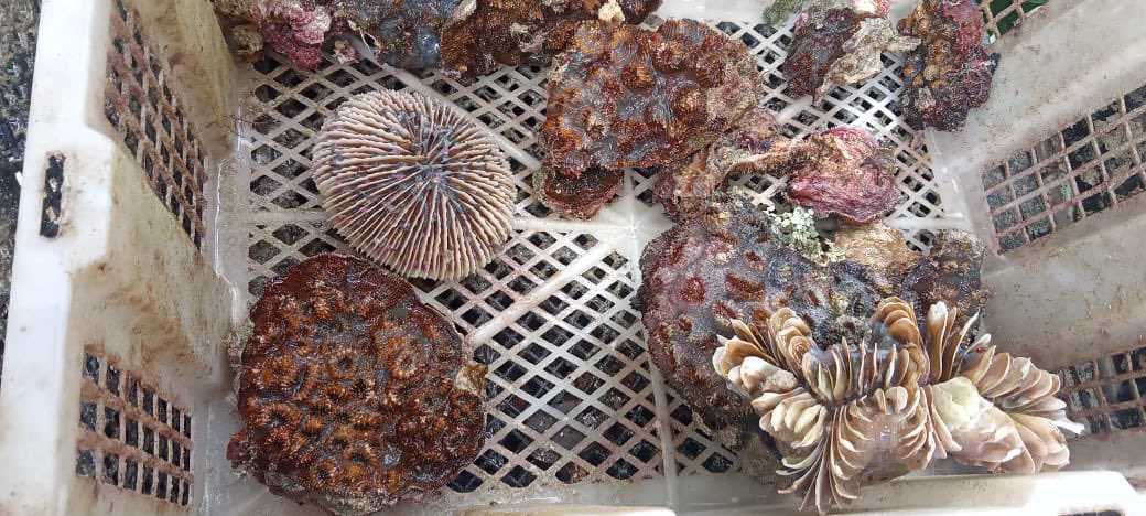 Kawan Laut tweet media