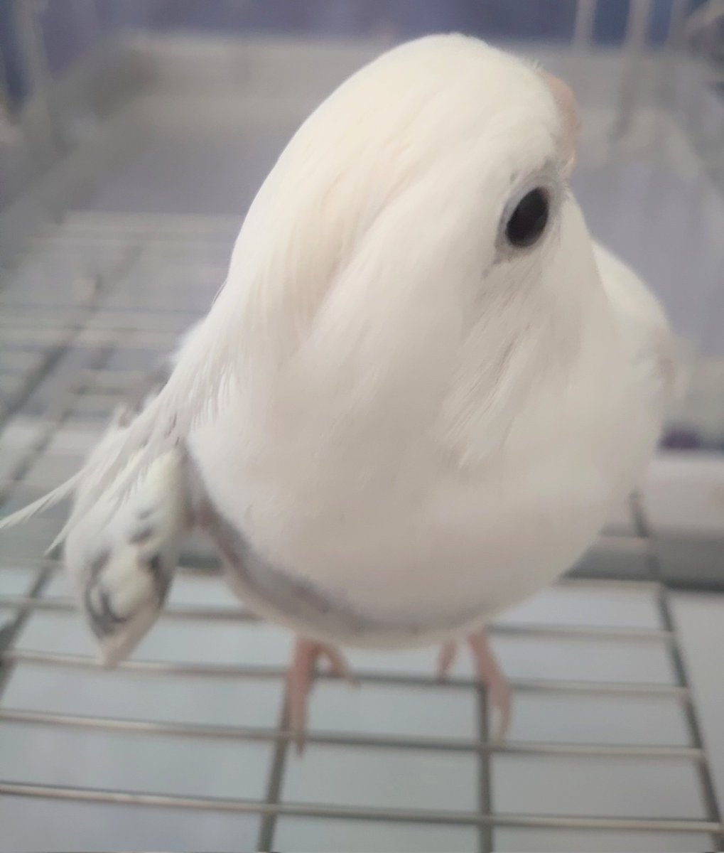 おはようございます🙂どんよりした曇り空です☁️気持ちだけは晴れやかでいたいものですね😌🌸💓今日もお身体を大事にされながら穏やかな素敵な１日であります様に🍀😌🍀今日も１日空共々宜しくお願いします(*^^*)🌷❤️