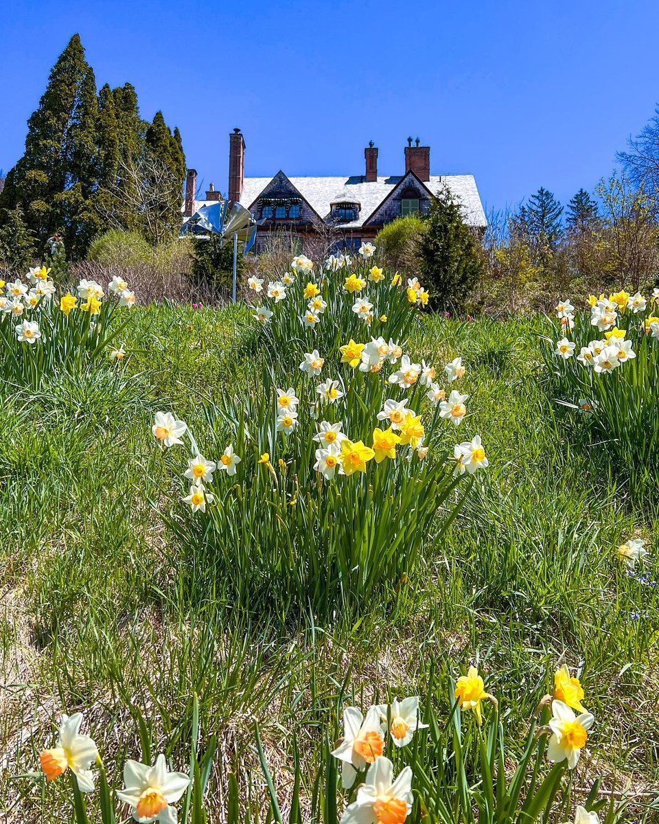 Visit Massachusetts on Twitter "Over 130,000 flowers will be in bloom at the Naumkeag Daffodil